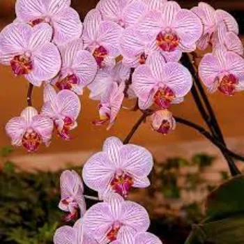 Pink Orchids 